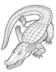 Disegni animali: coccodrillo da colorare